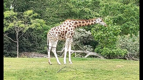 Woodland Park Zoo(Seattle) Tour