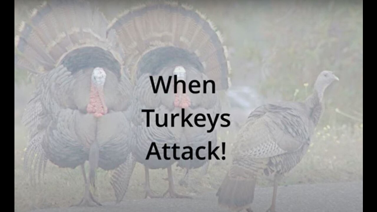 Turkey Attack