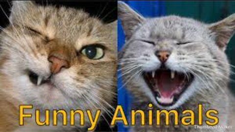 Try not to laugh-Funny pet memes