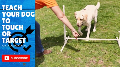 Teach your dog how to target