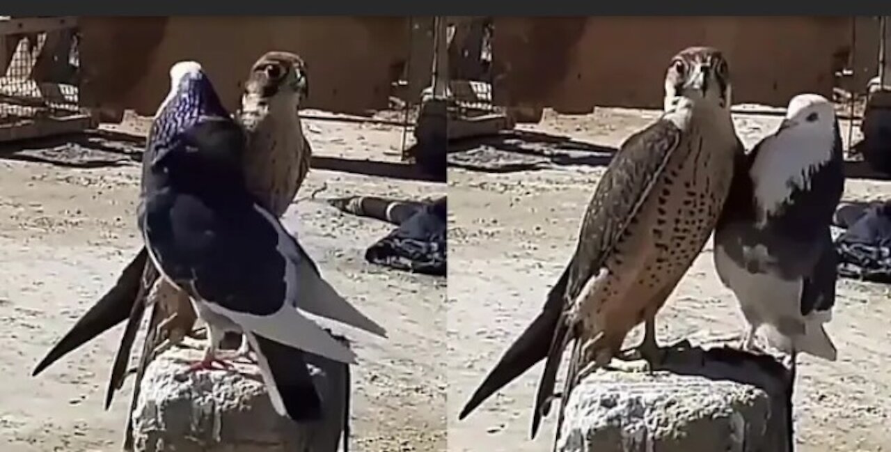 Watch the strangest bird challenge | a male homing pigeon challenges the falcon