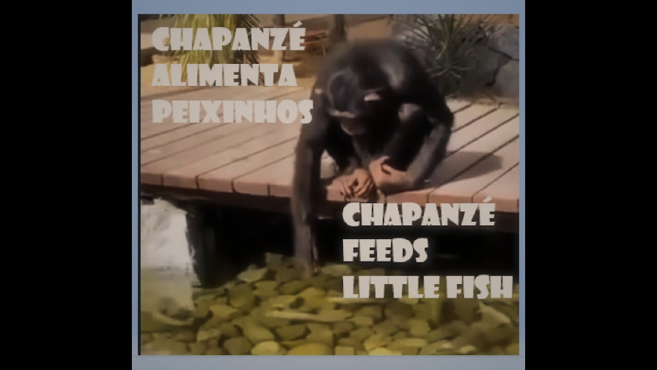 chipanzé alimentando peixinhos chimpanzee feeding little fish