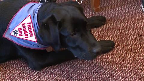 All dogs go go college