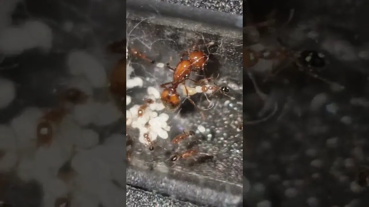 uncovering the fascinating world of solenopsis geminata : A peak at the Fire Ant queen and her brood