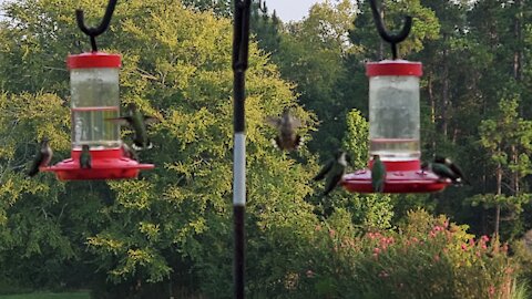 🥰 Hummingbird Heaven 🥰