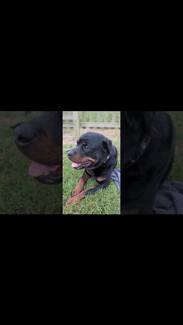 Toke my dog to Proms in the Park, he absolutely loved it 🎻🐶❣️