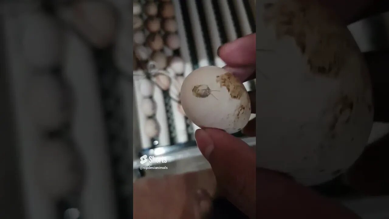 2 more eggs ready to hatch #birds #vlog #viral #pets #shorts #short