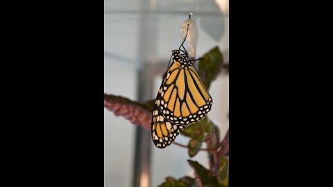 Birth of a Baby Monarch