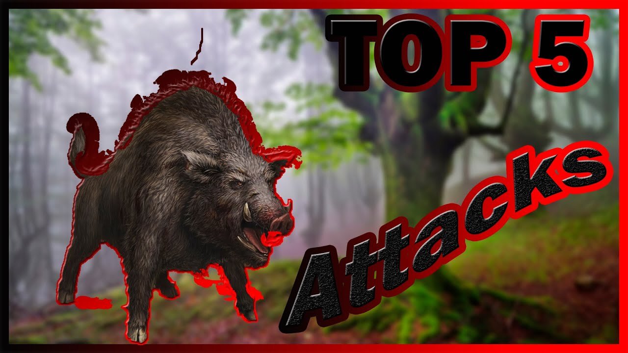 Powerful Boar Attacks On Reckless Hunters.