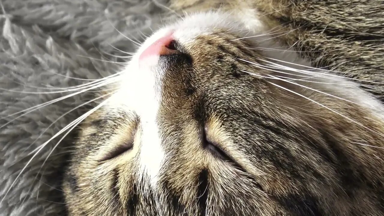 Sleepy Cat Stretched His Paws