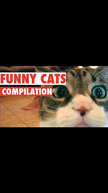 Funniest Video 2023 😂 Funny Cats 🐱