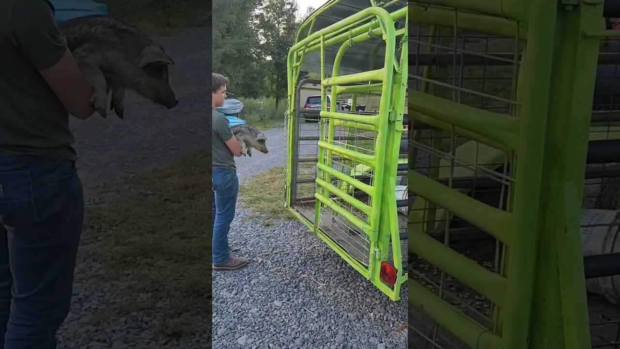 Mangalitsa piglet- trying to get mama to follow us. #homesteading #pig #Mangalitsa