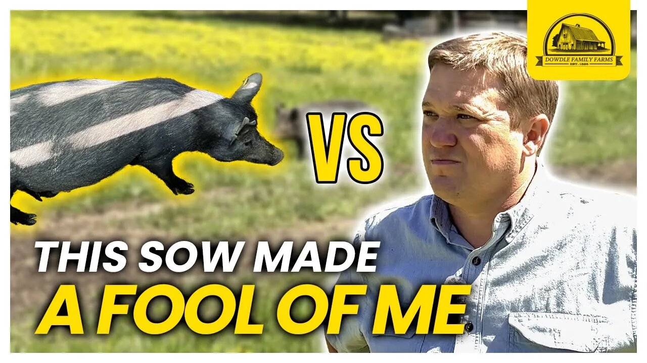 I'm So Frustrated: Moving This Sow and Her Piglets was Miserable