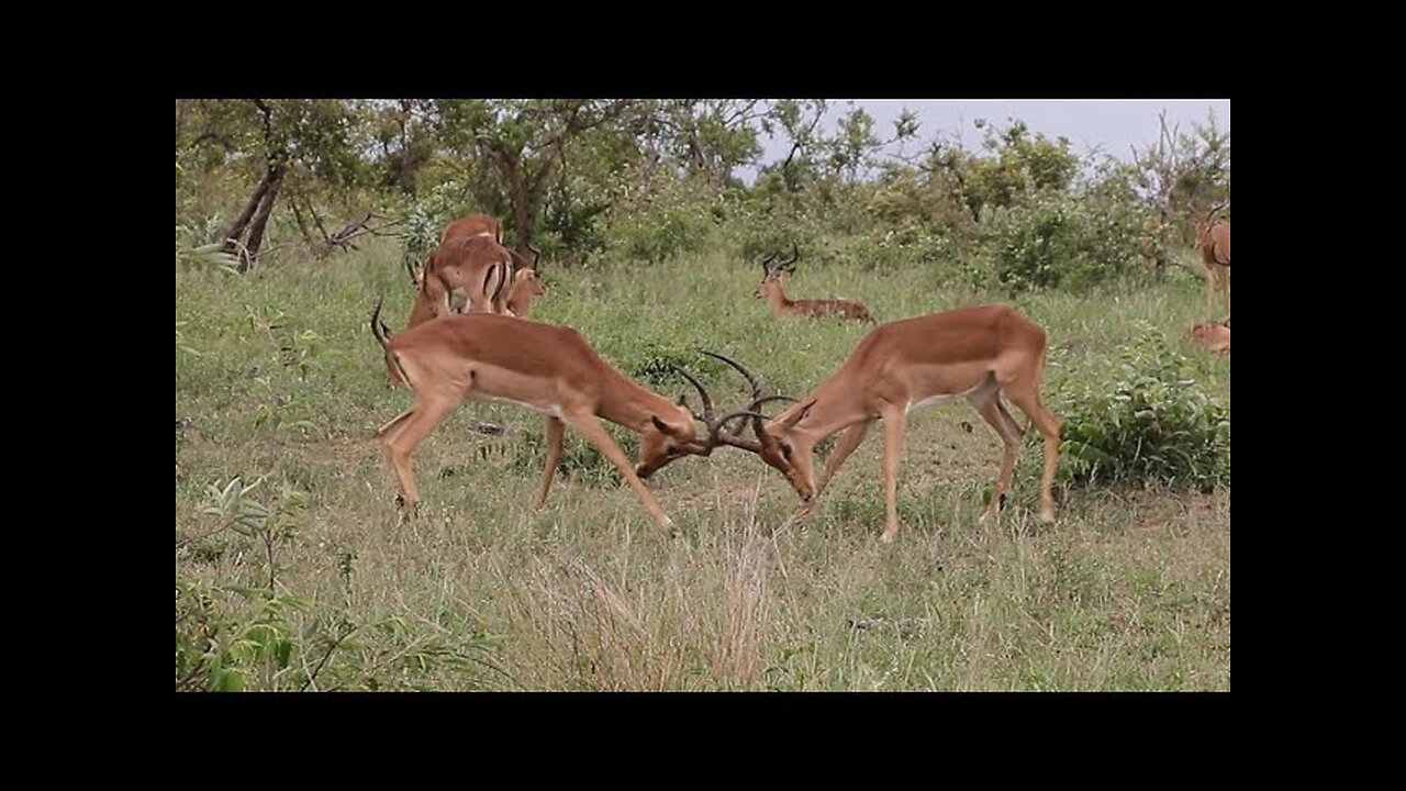 Impala Rams Fighting Animal Videos