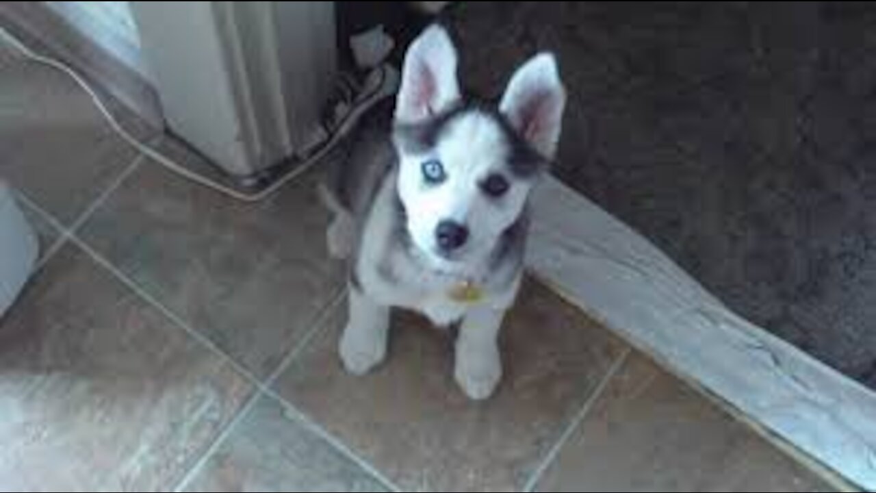 Husky Puppy Talking saying "I love you"