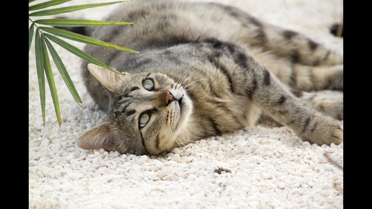 Try not to laugh cats, too funny