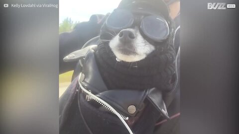 Un cane alternativo che adora andare in Harley-Davidson!