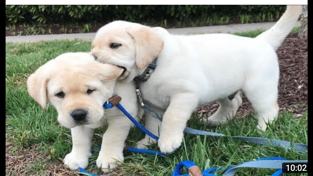 Cute Dogs(Puppies)