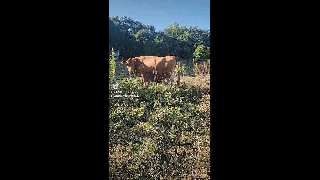 Momma cow and baby bull calf.