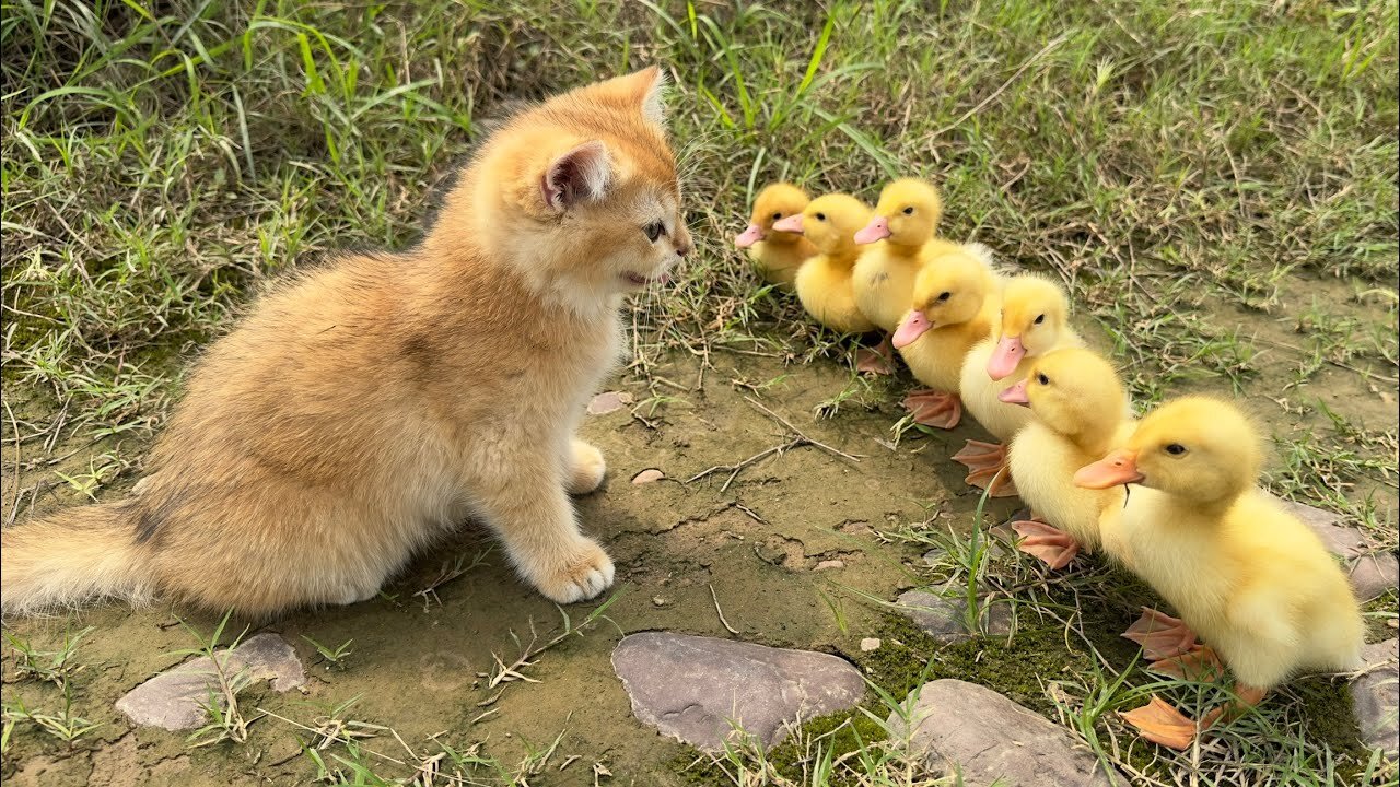 The kitten is so funny,taking the duck to find treasure!The treasure contains delicious food.so cute