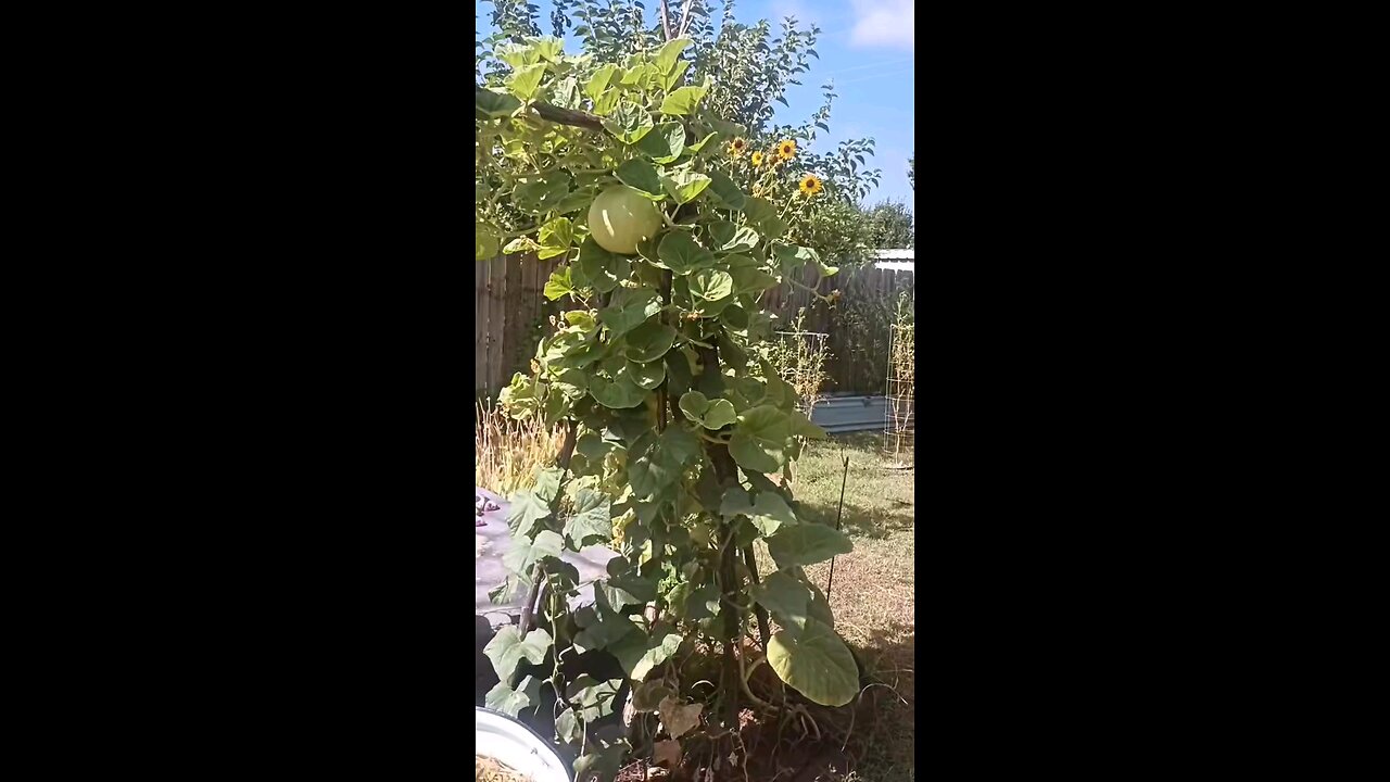 The African Drum gourd