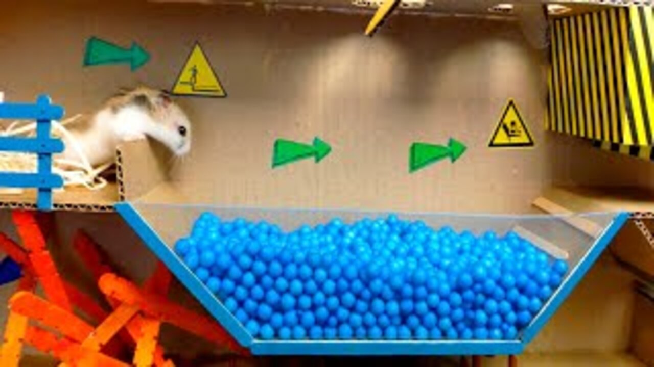 🐹Pool Maze for Hamster and Dragon in Maze for pets with Traps. Obstracle course