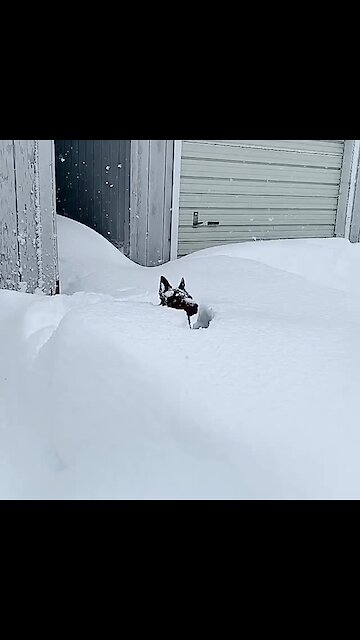 Winter has come back in full force and this pup is loving it