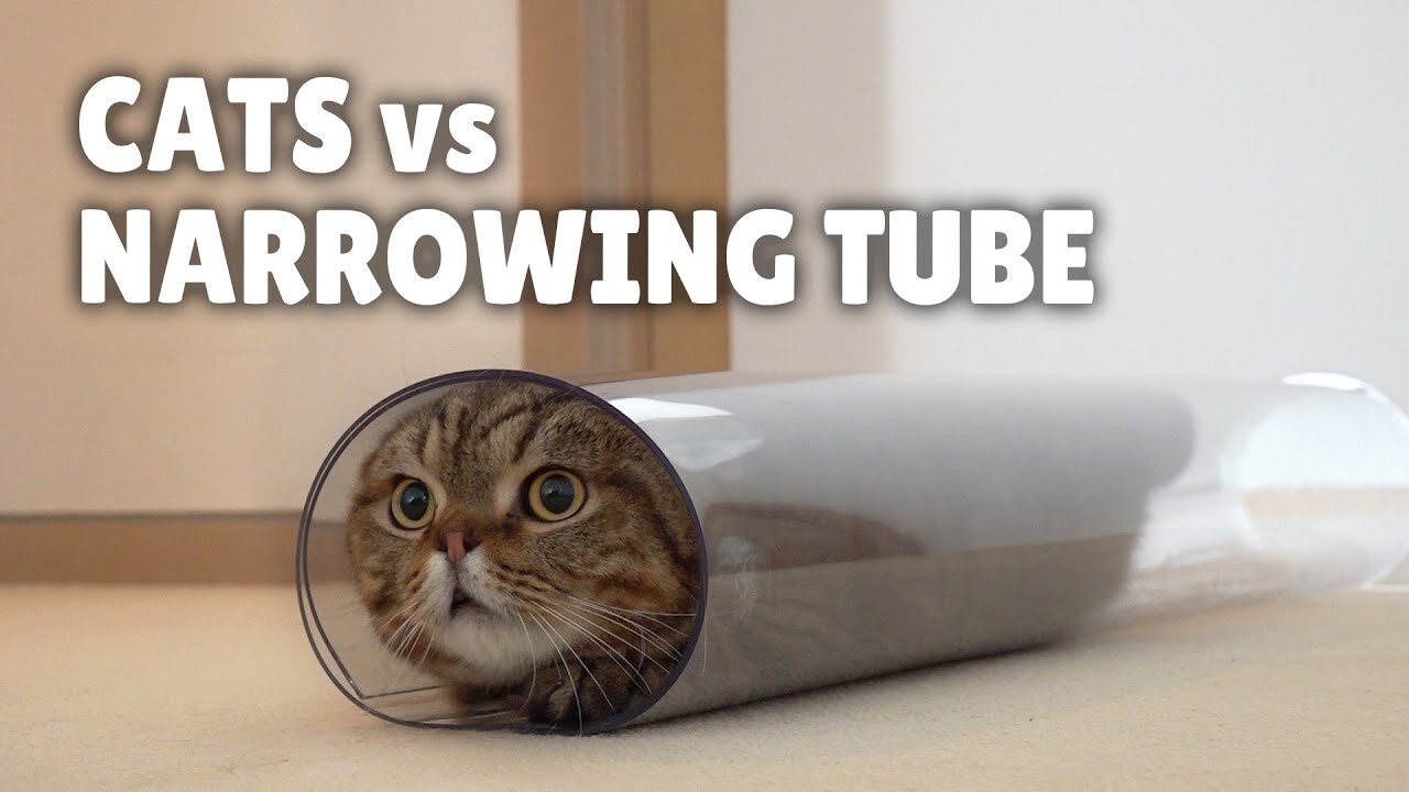 Cats vs Narrowing Tube