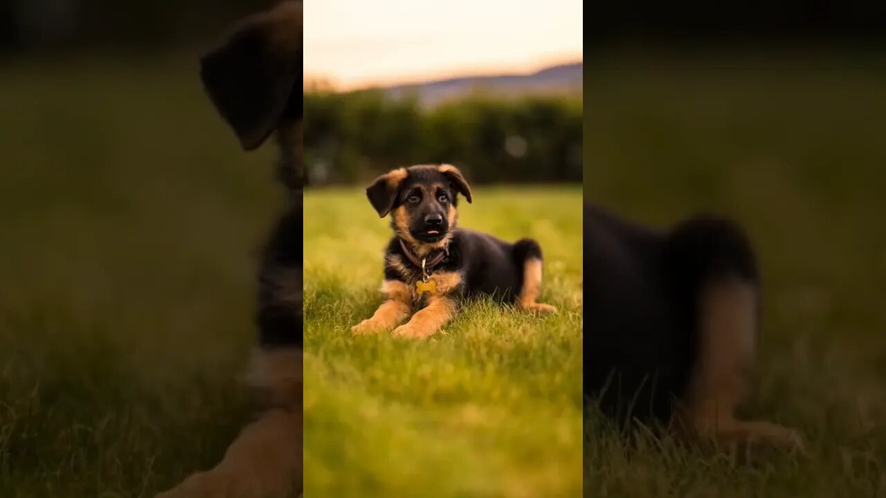 The dog at the end is TOO CUTE!🥰