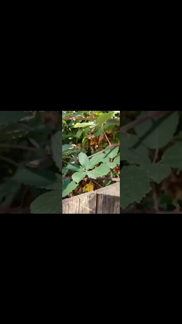 Spider Wants Out! Returning a spider back to nature (again) #shorts