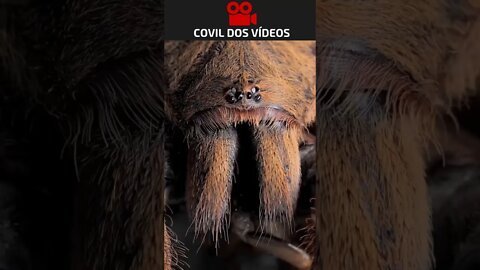 Que olhos assustadores