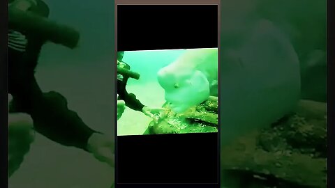 Friendly Fish #shortsfeed #shortsvideo #shorts #friendly #fish