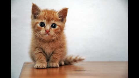 OMG super cute ❤️❤️ cats and dogs compilation
