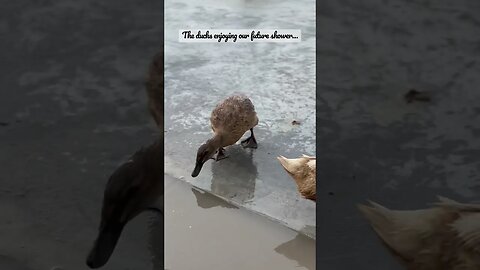 Our ducks (and two year old) enjoying our future shower! #shorts