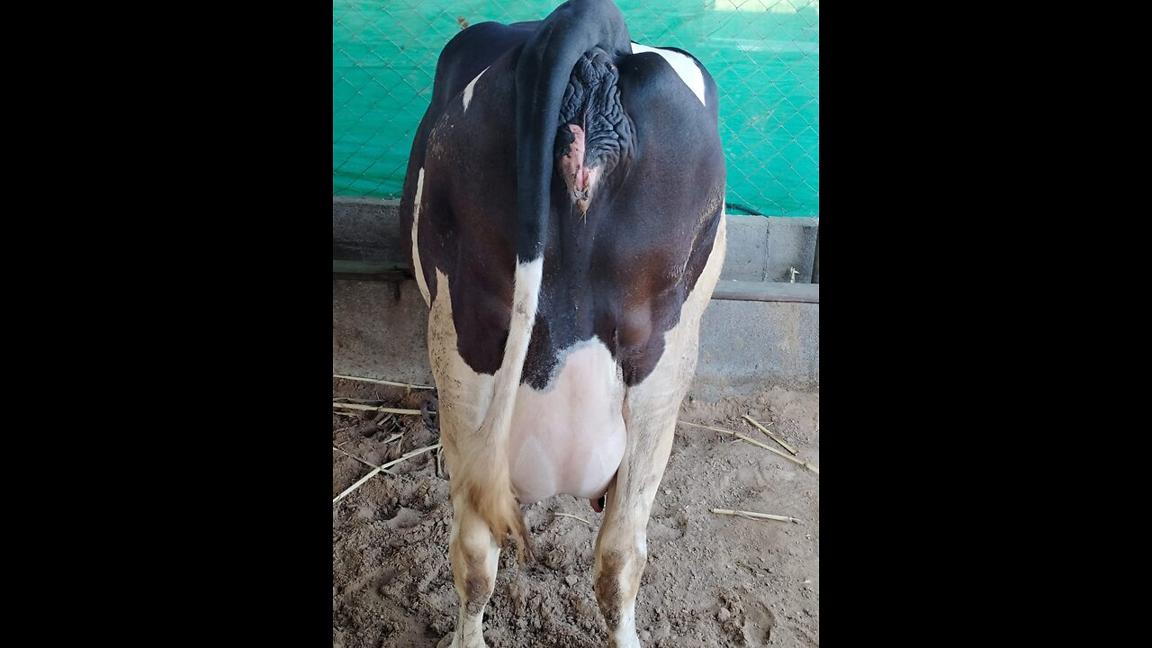 beautiful cow