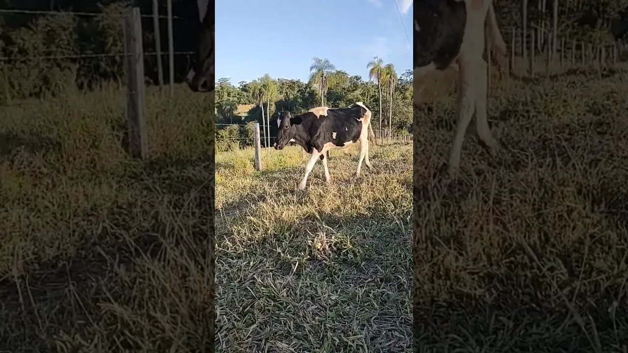 lá na roça, boiada tudo em fila #shorts #agro #roça #bicho #animals #agropecuaria #confinamento