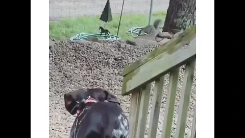 Dear Diary: The squirrel is back again