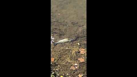 Snake vs fish