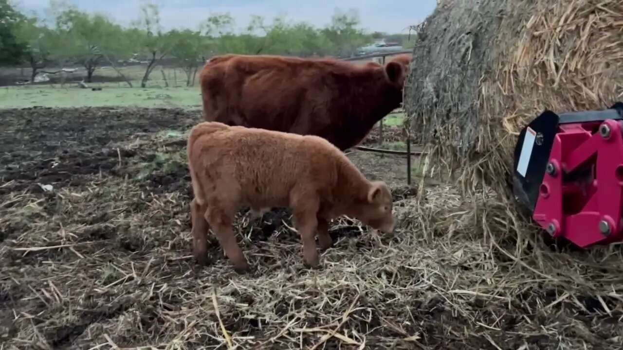 He is pretty cool! This steer will show with the best.