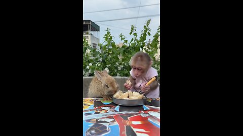 Funny monkey