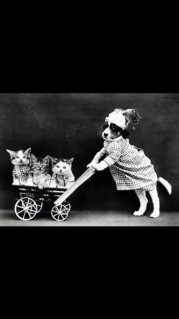 New Funny Cuts and Dogs Compilations 2021