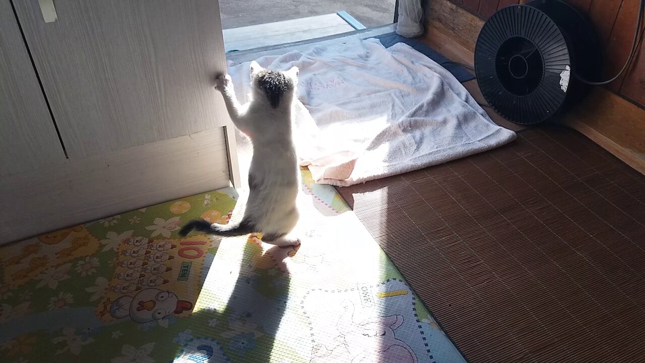 The white cat wants to open the sink door(50day old cat - part3)