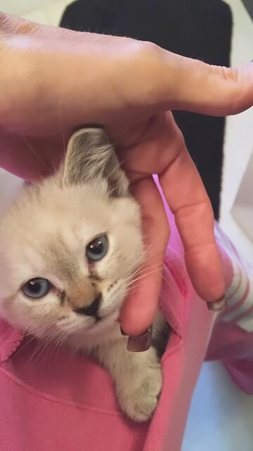 Tiny Duchess Alice Angel Joy