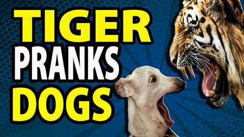 TIGER PRANKS DOGS