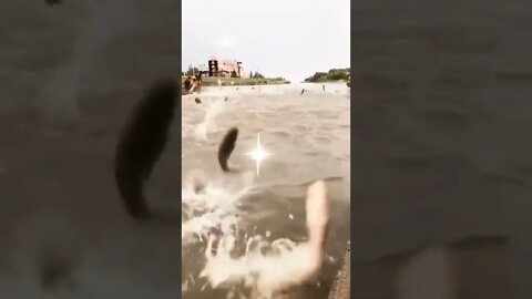 The fishes are dancing 💃