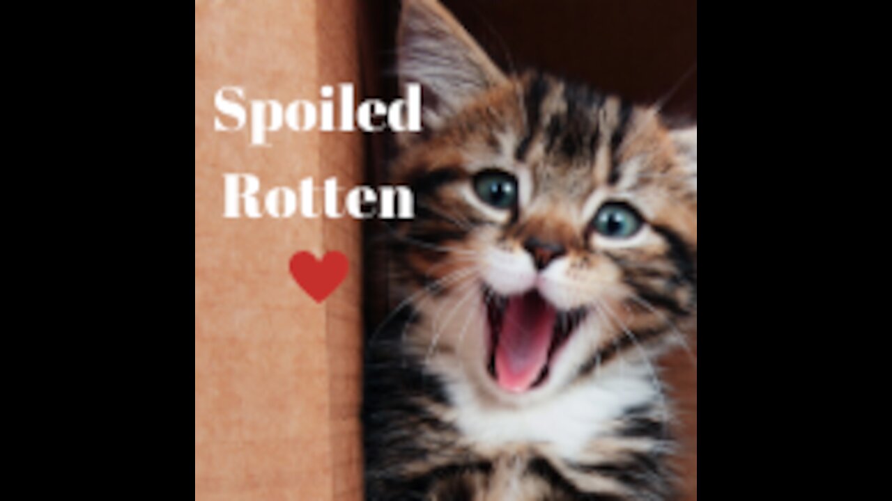 Watch these cat owners adore their cats. These cats are so spoiled😍