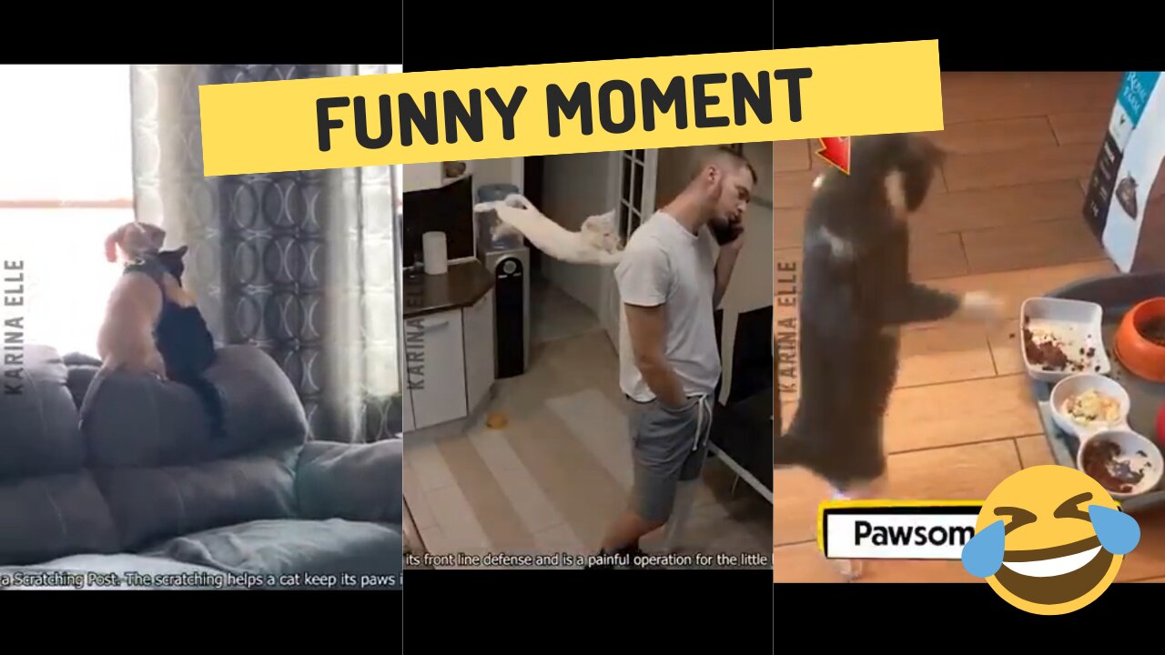 😜Funny animals moment😂🤣