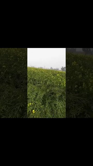 masti 🤗 #youtubeshorts #shorts #youtube #shortvideo #shortyoutube