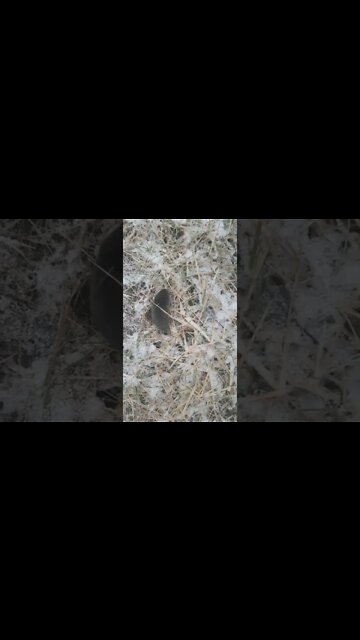 Mole Walking in the Yard