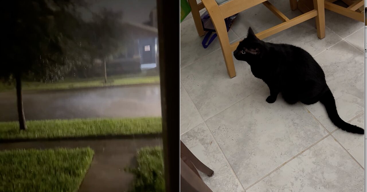 Cute Precious Piper is Safe During Hurricane Milton - Adopting a Cat from a Shelter Vlog #shorts